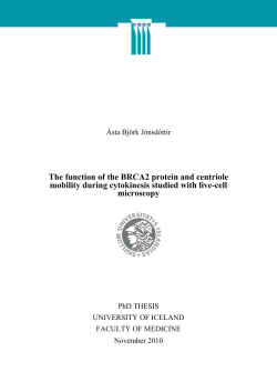 The function of the BRCA2 protein and centriole mobility during
