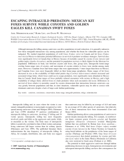 escaping intraguild predation: mexican kit foxes