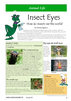 Insect Eyes