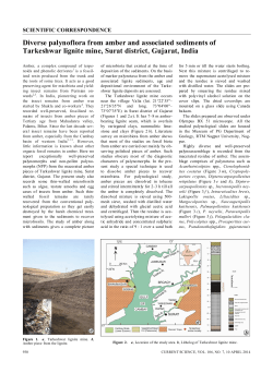 Diverse palynoflora from amber and associated
