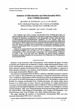 Isolation of Mitochondria and Mitochondria1 R.NA