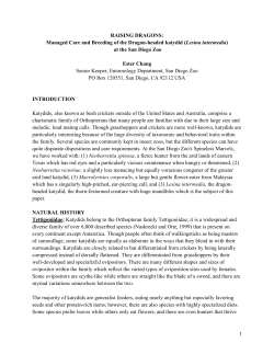 Managed Care and Breeding of the Dragon-headed katydid