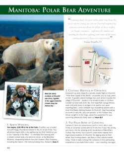 manitoba: polar bear adventure