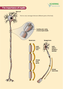 The importance of myelin