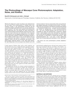 The Photovoltage of Macaque Cone Photoreceptors: Adaptation