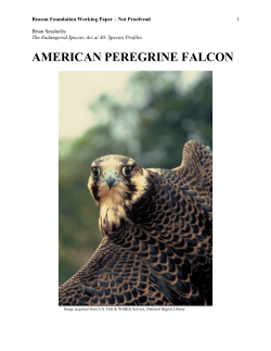 american peregrine falcon