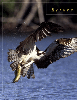 Return of the Fish Hawk - New Hampshire Fish and Game Department