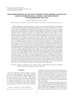 phylogenetic revision of the genus peltigera