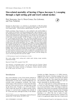 Size-related mortality of herring (Clupea harengus L.) escaping