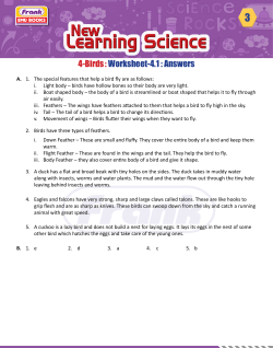 4-Birds : Worksheet-4.1 : Answers