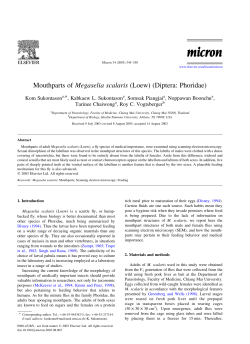 Mouthparts of Megaselia scalaris (Loew) (Diptera: Phoridae)