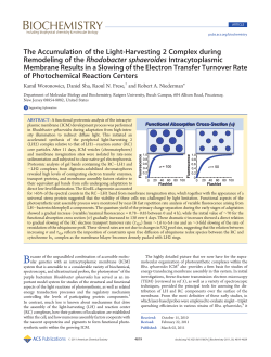 The Accumulation of the Light-Harvesting 2 Complex during