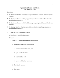 Lecture Notes 6-2012: Specialized Roots and Stems