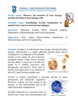Discover the location of iron storage protein (ferritin)