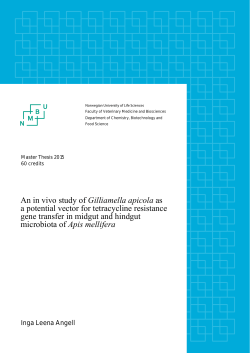 An in vivo study of Gilliamella apicola as a potential