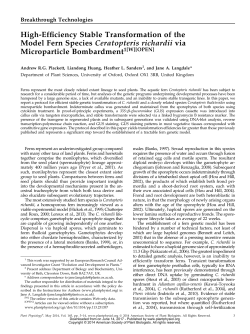 High-Eficiency Stable Transformation of the