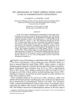 the chromosomes of turkey embryos during early stages