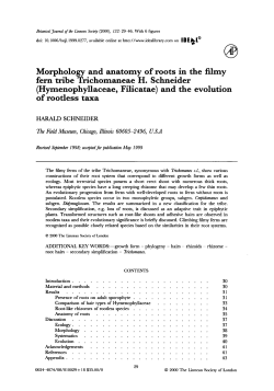 Morphology and anatomy of roots in the filmy fern tribe