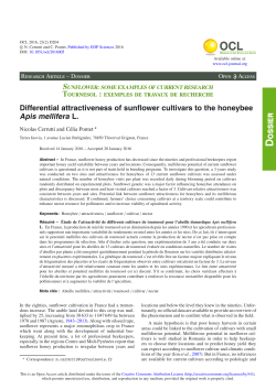 Differential attractiveness of sunflower cultivars to the honeybee