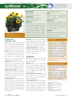 sunflower - Super Floral