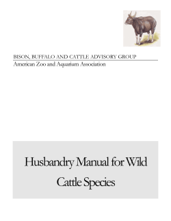 Husbandry Manual for Wild Cattle Species