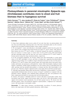 Photosynthesis in perennial mixotrophic Epipactis spp