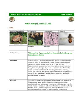African Animal Trypanosomiasis or Nagana in Cattle, Sheep