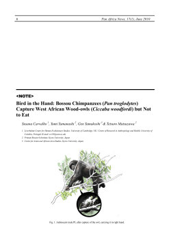Bird in the Hand: Bossou Chimpanzees (Pan troglodytes) Capture