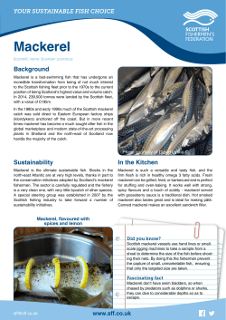 Mackerel - Fishing for the Truth