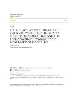 effects of season of fire on red-cockaded woodpecker