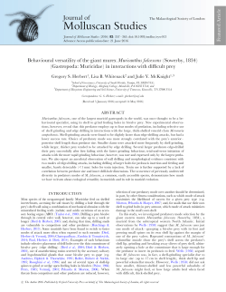 Behavioural versatility of the giant murex Muricanthus fulvescens