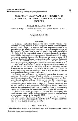 contraction dynamics of flight and stridulatory muscles of tettigoniid