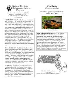 Wood Turtle - Town of Becket