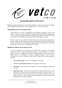 hand rearing kittens