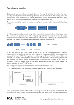 Powering our muscles
