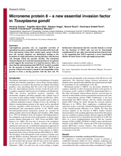 Microneme protein 8 &ndash; a new essential invasion factor in