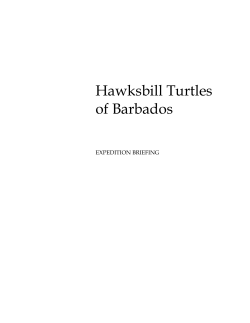 Hawksbill Turtles of Barbados