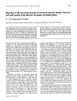 Detection of the movement protein of red clover necrotic mosaic