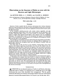 Observations on the Structure of Hydra as seen with the Electron