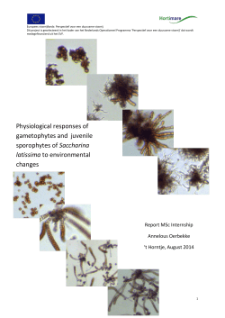 Physiological responses of gametophytes and juvenile sporophytes