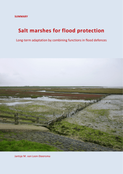 Salt marshes for flood protection