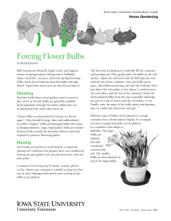Forcing Flower Bulbs