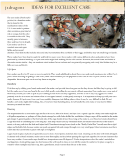 Corn snake care-jsd
