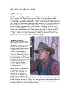 MATURITY IN HORSES AND MULES