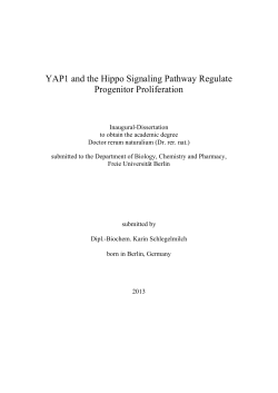 YAP1 and the Hippo Signaling Pathway Regulate - diss.fu