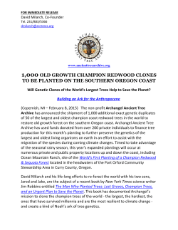 1000 old growth champion redwood clones to be