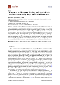 Differences in Ribosome Binding and Sarcin/Ricin Loop
