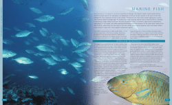 marine fish - UAE Interact