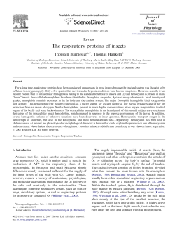 The respiratory proteins of insects