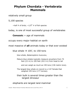 Phylum Chordata-Mammals - Austin Community College